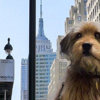 Benji Soundtrack Music - Complete Song List | Tunefind