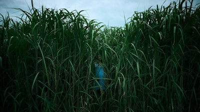 In The Tall Grass Soundtrack Music Complete Song List Tunefind