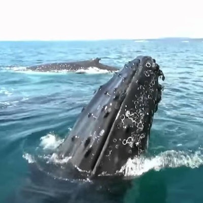 Open Water 3 Cage Dive Soundtrack Music Complete Song List Tunefind