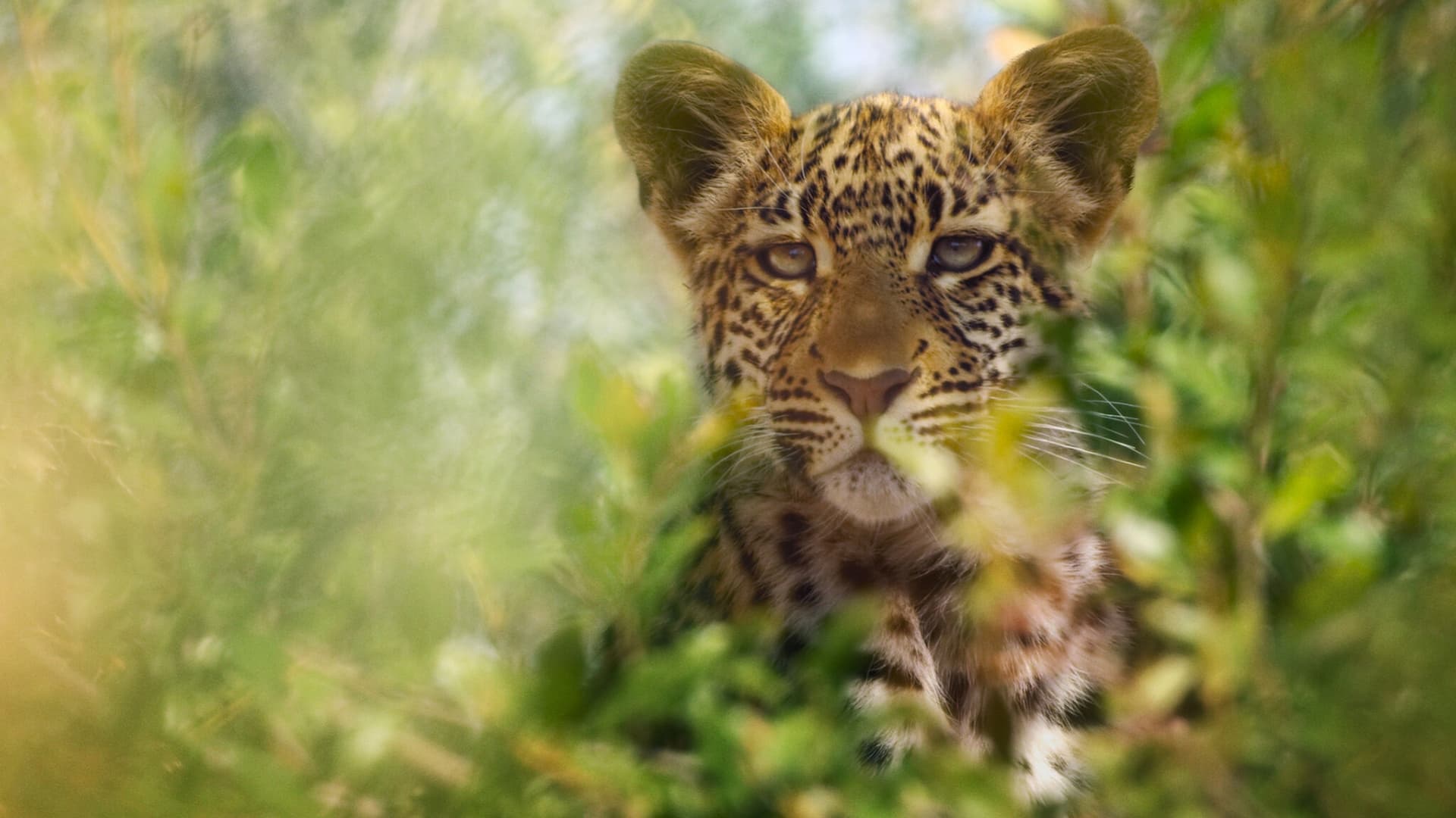Animal Soundtrack - Complete Song List | Tunefind Animal Soundtrack - Complete Song List | Tunefind